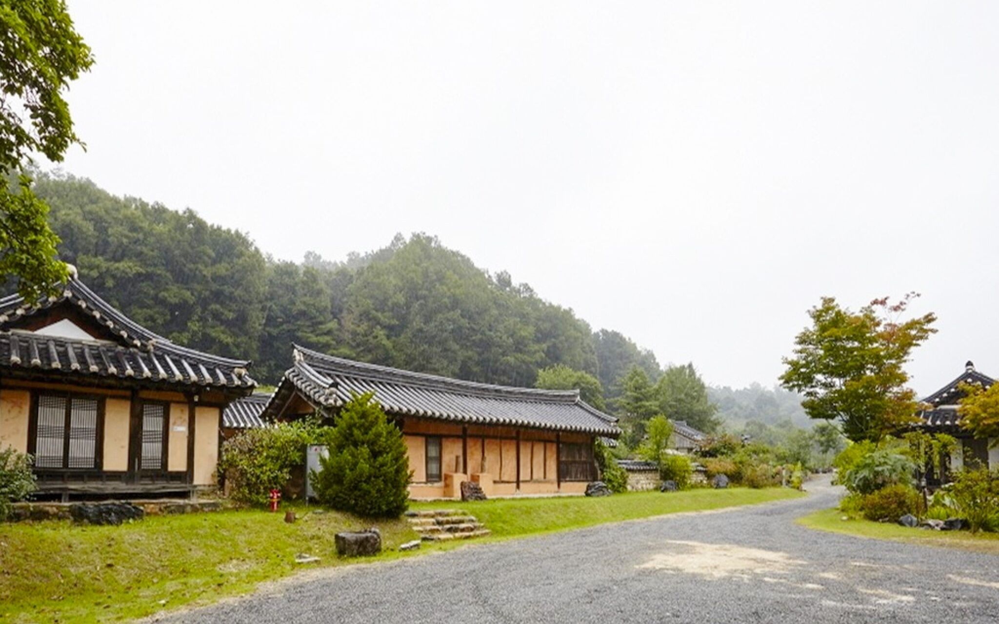 Chungju Wildflowers And Gotaengnadeuri