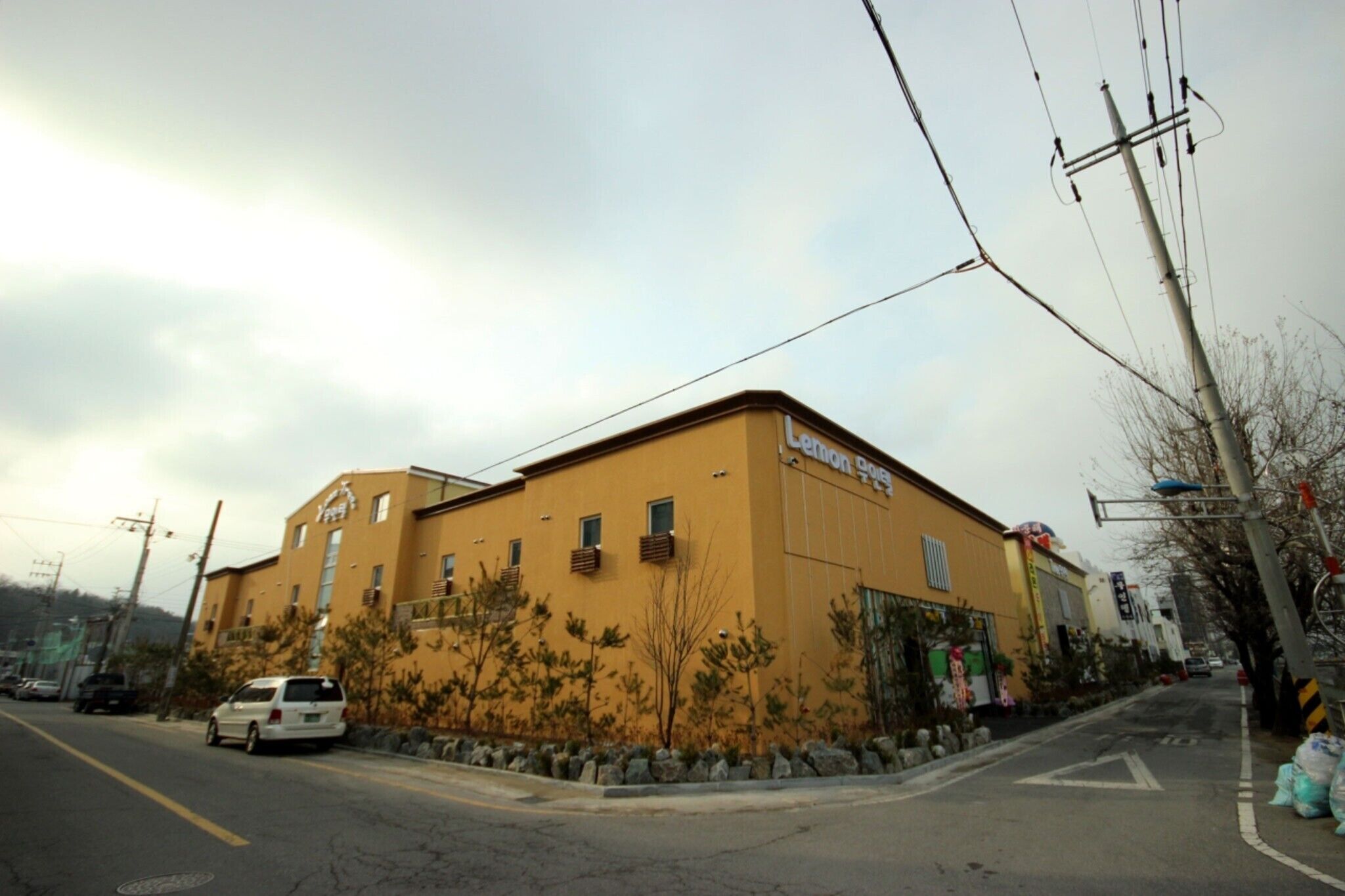 Gunsan Lemon Tree