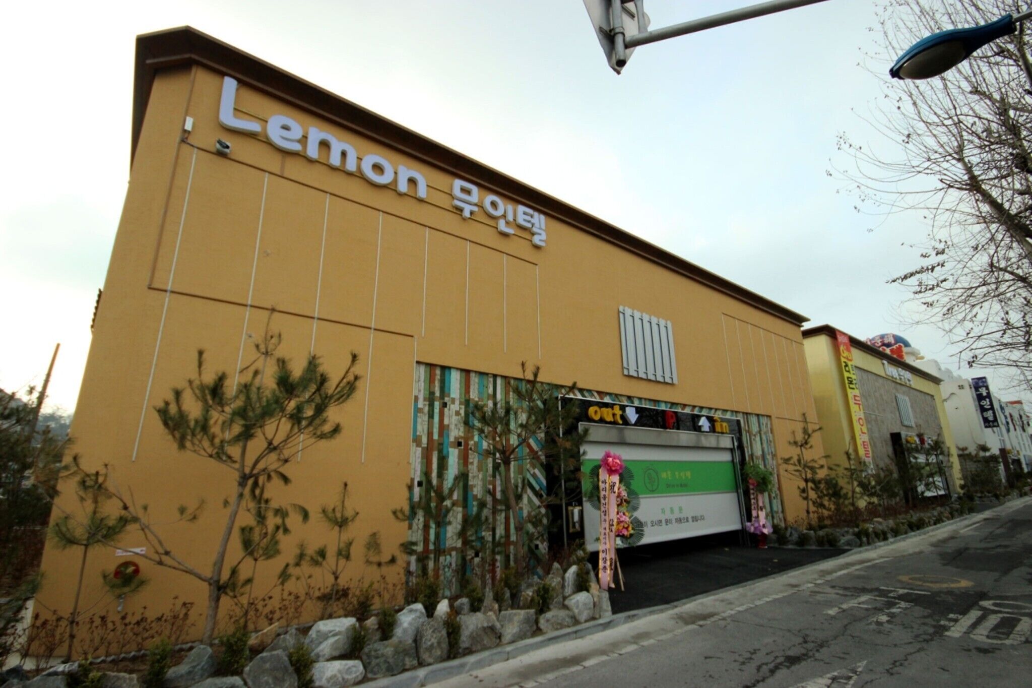 Gunsan Lemon Tree