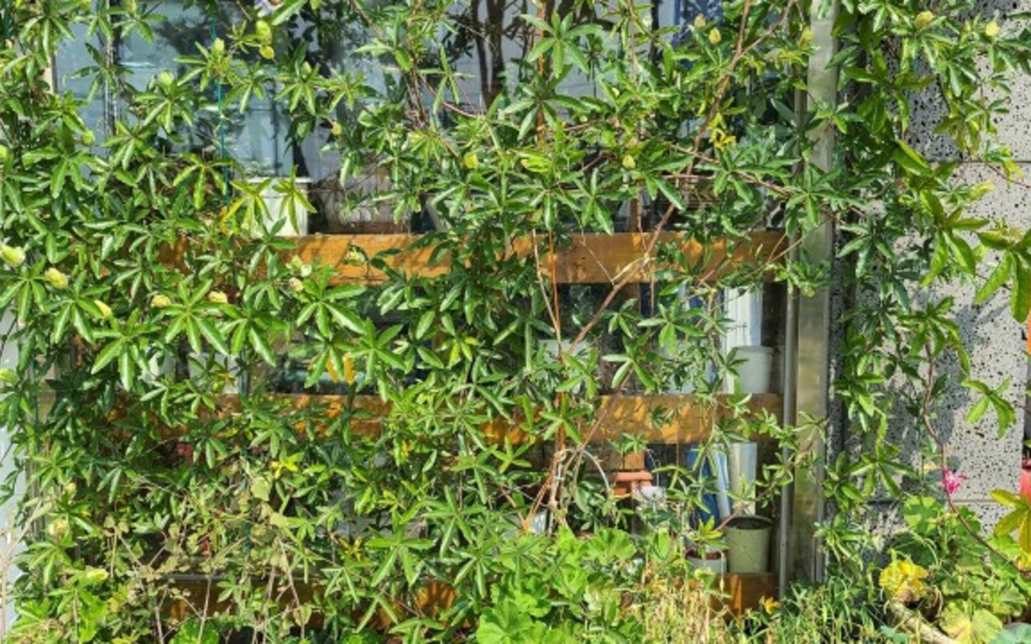 Daebudo Haesong Pension