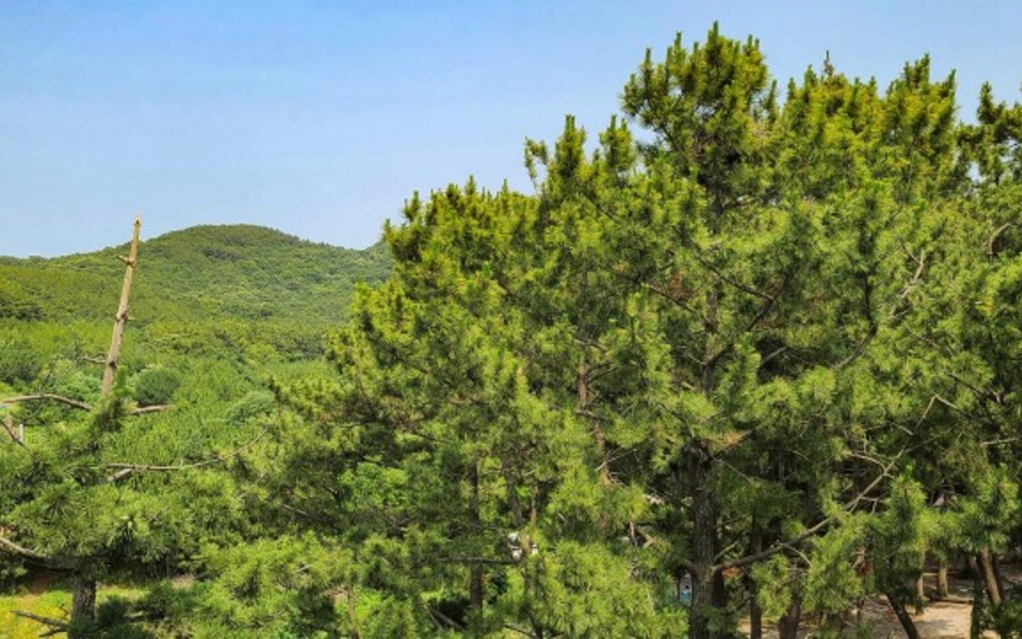 Daebudo Haesong Pension