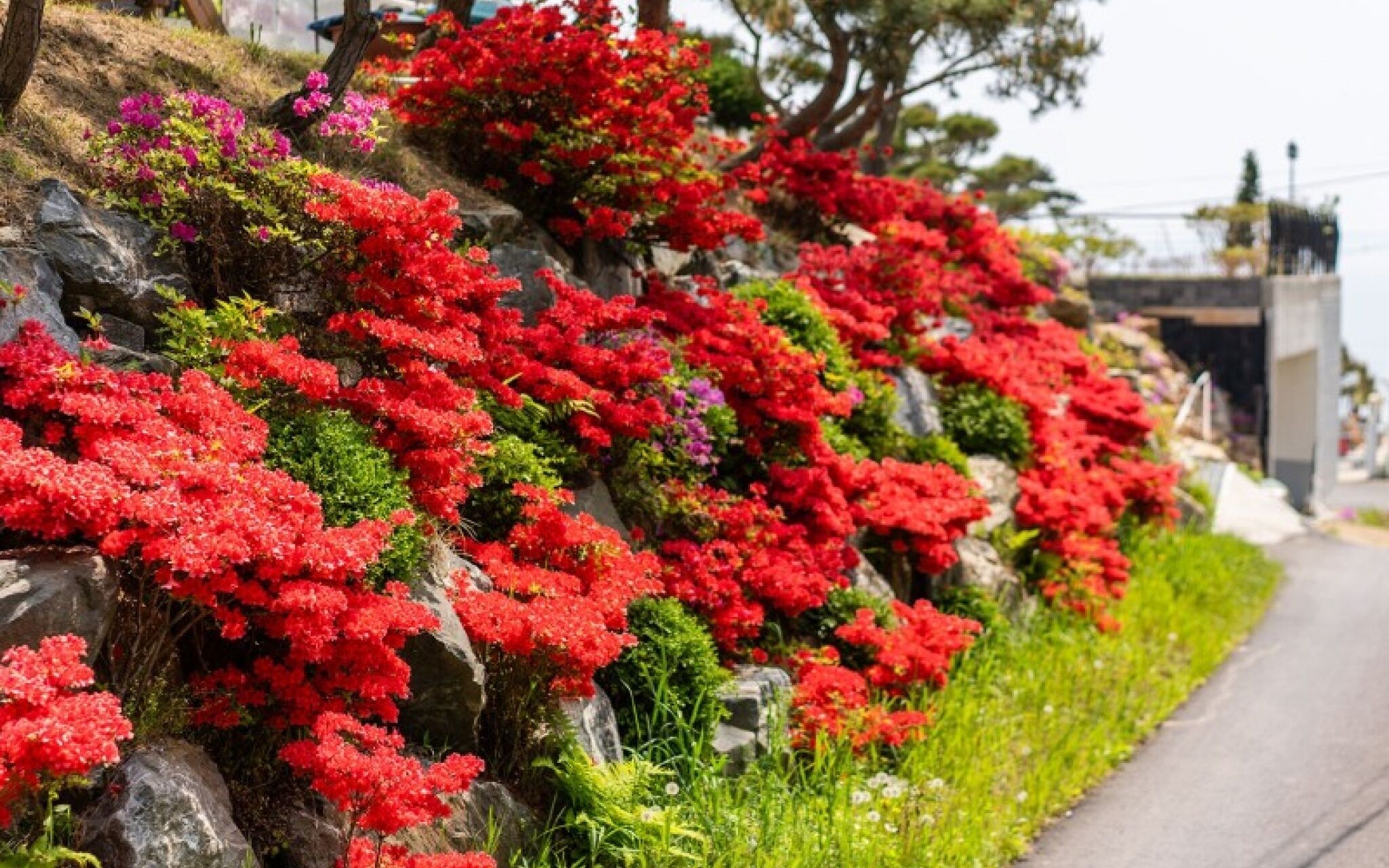 Ganghwa White Stone Pension