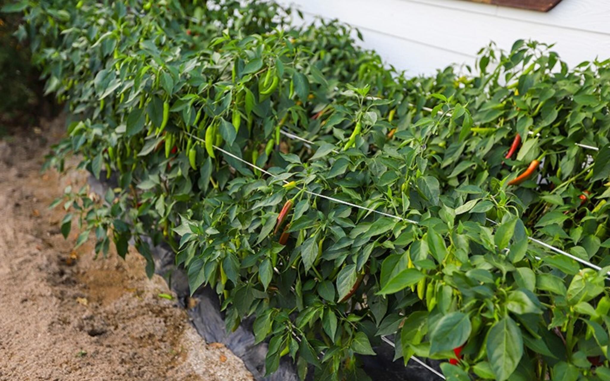 Four Seasons Pension Jecheon