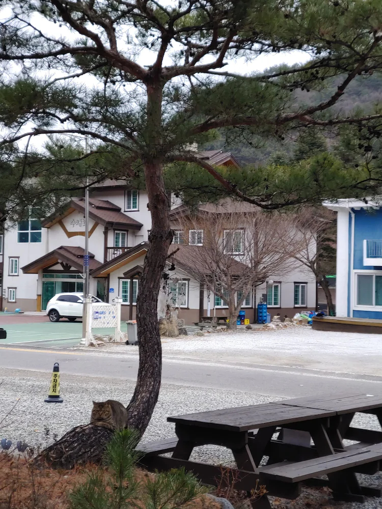 Dasup Pension