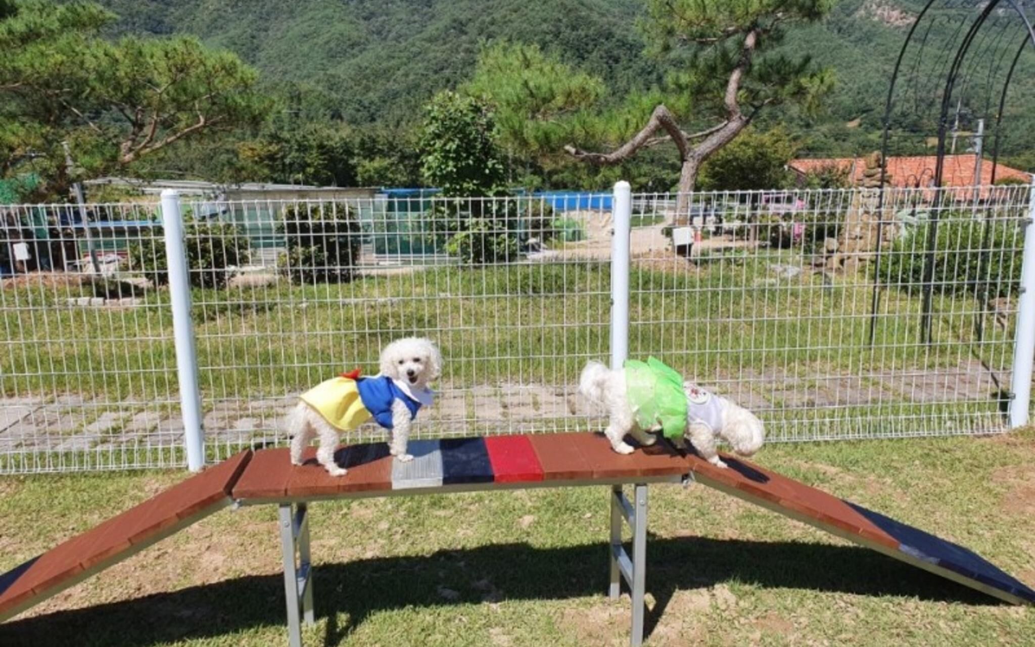 Muju Inca Pets Friendly Pension