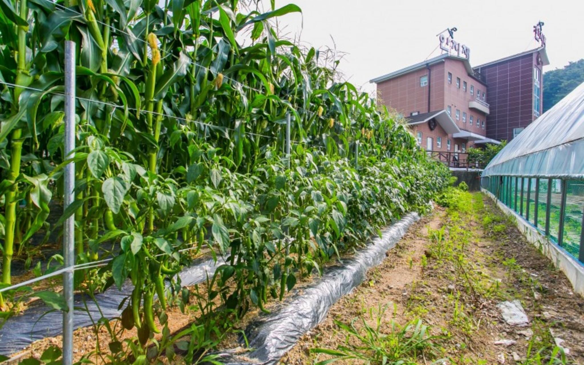 Muju Rainbow Pension