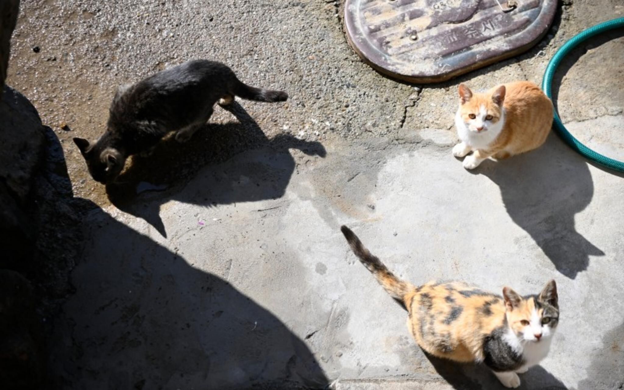 Paju Bau Garden Pension