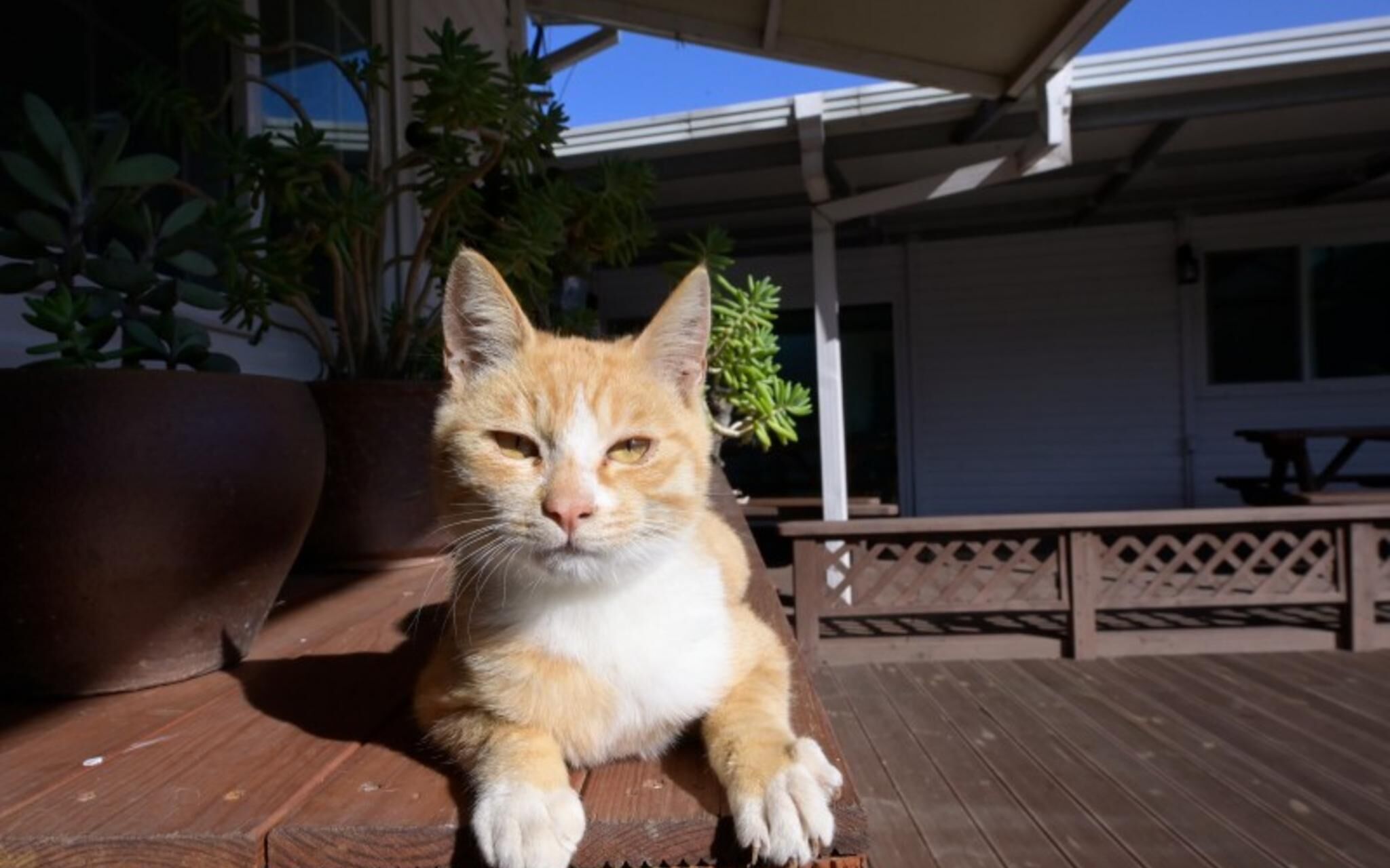 Paju Bau Garden Pension