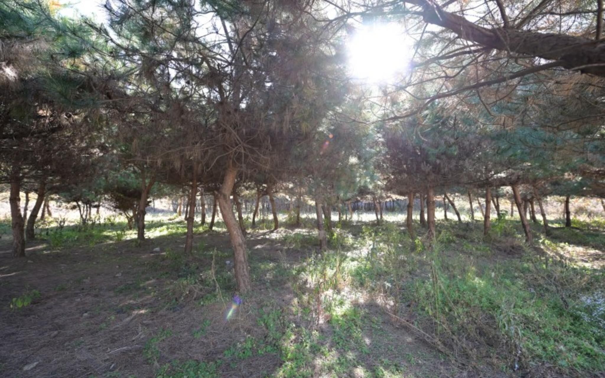 Paju Bau Garden Pension