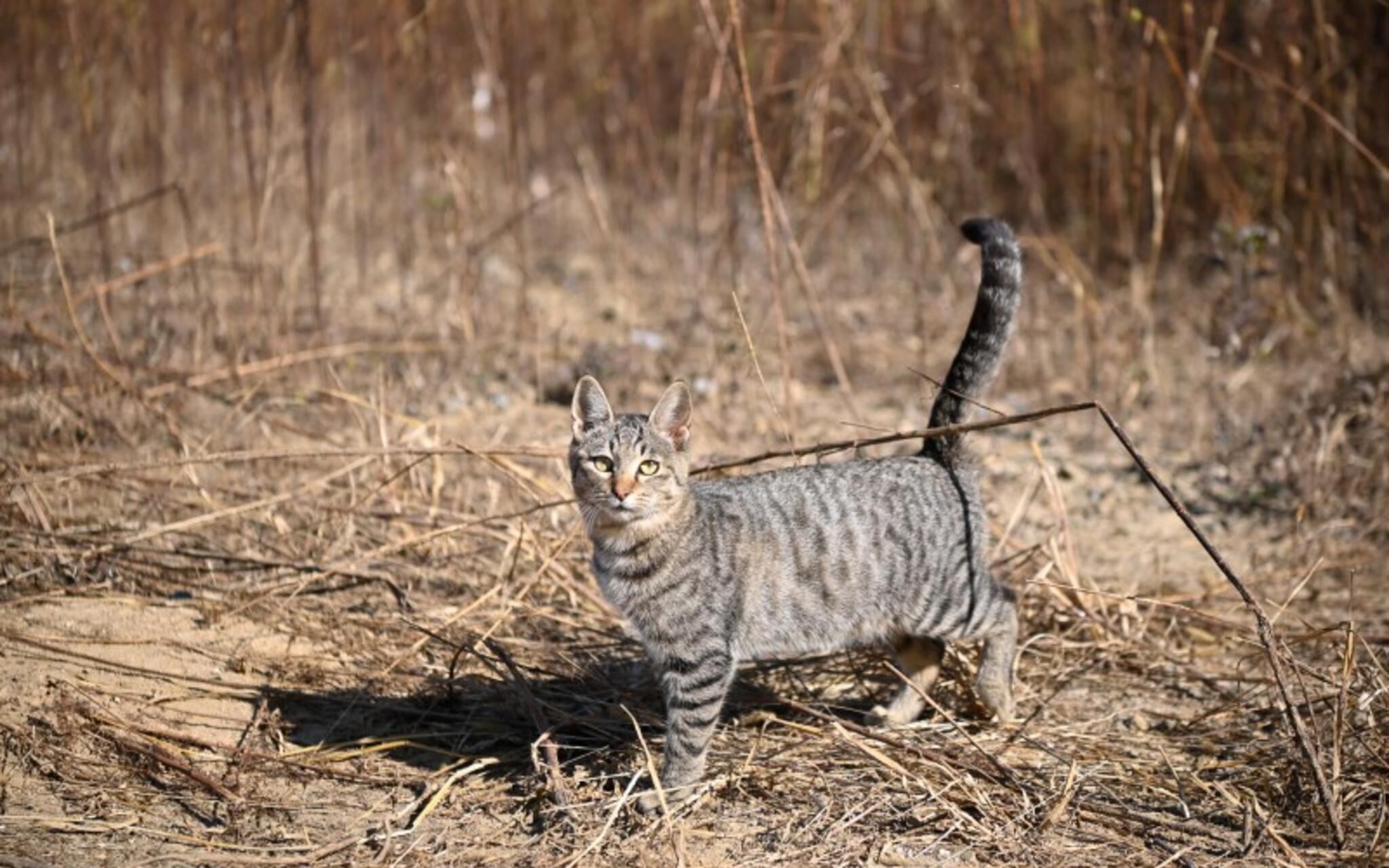 Paju Bau Garden Pension