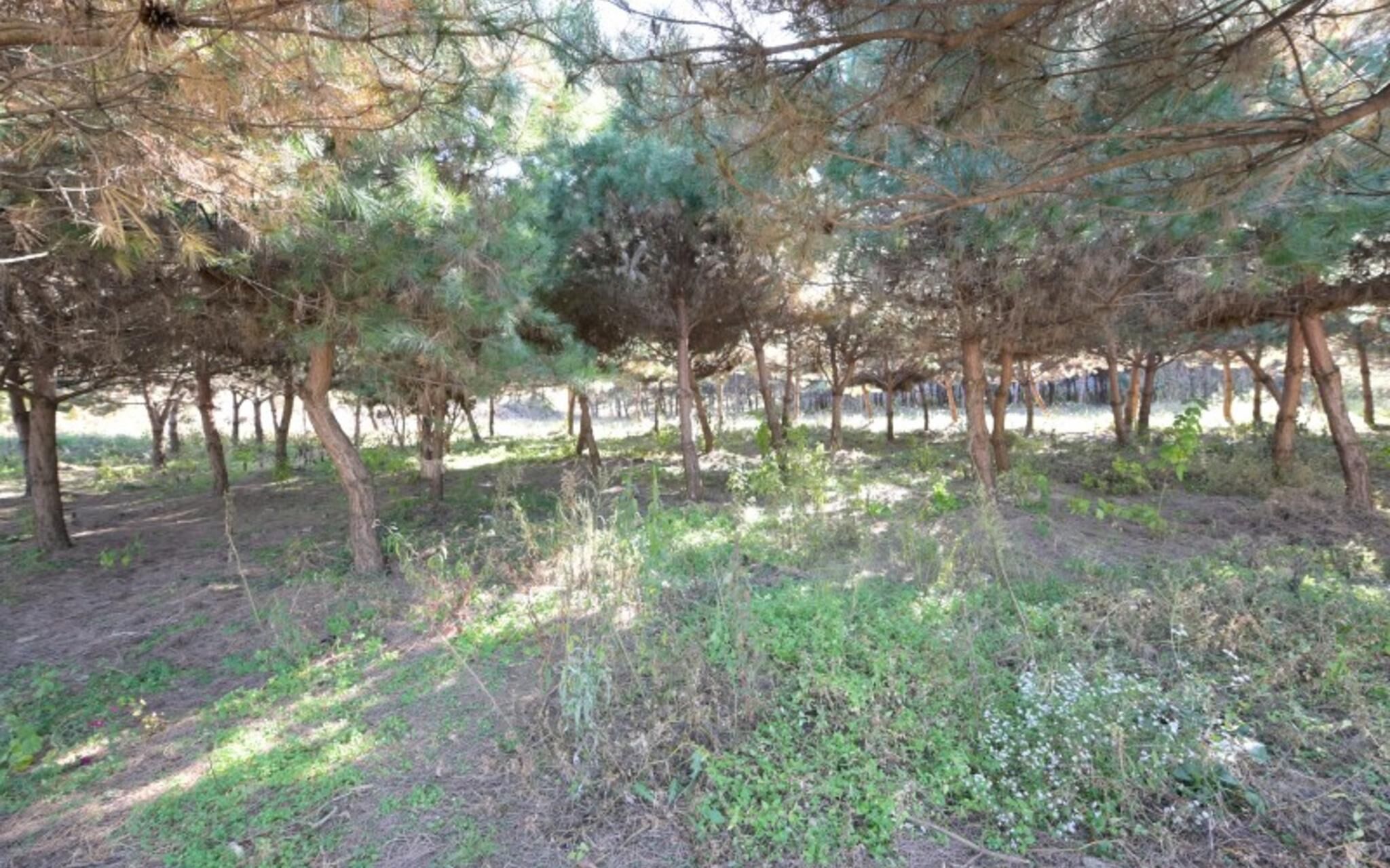 Paju Bau Garden Pension