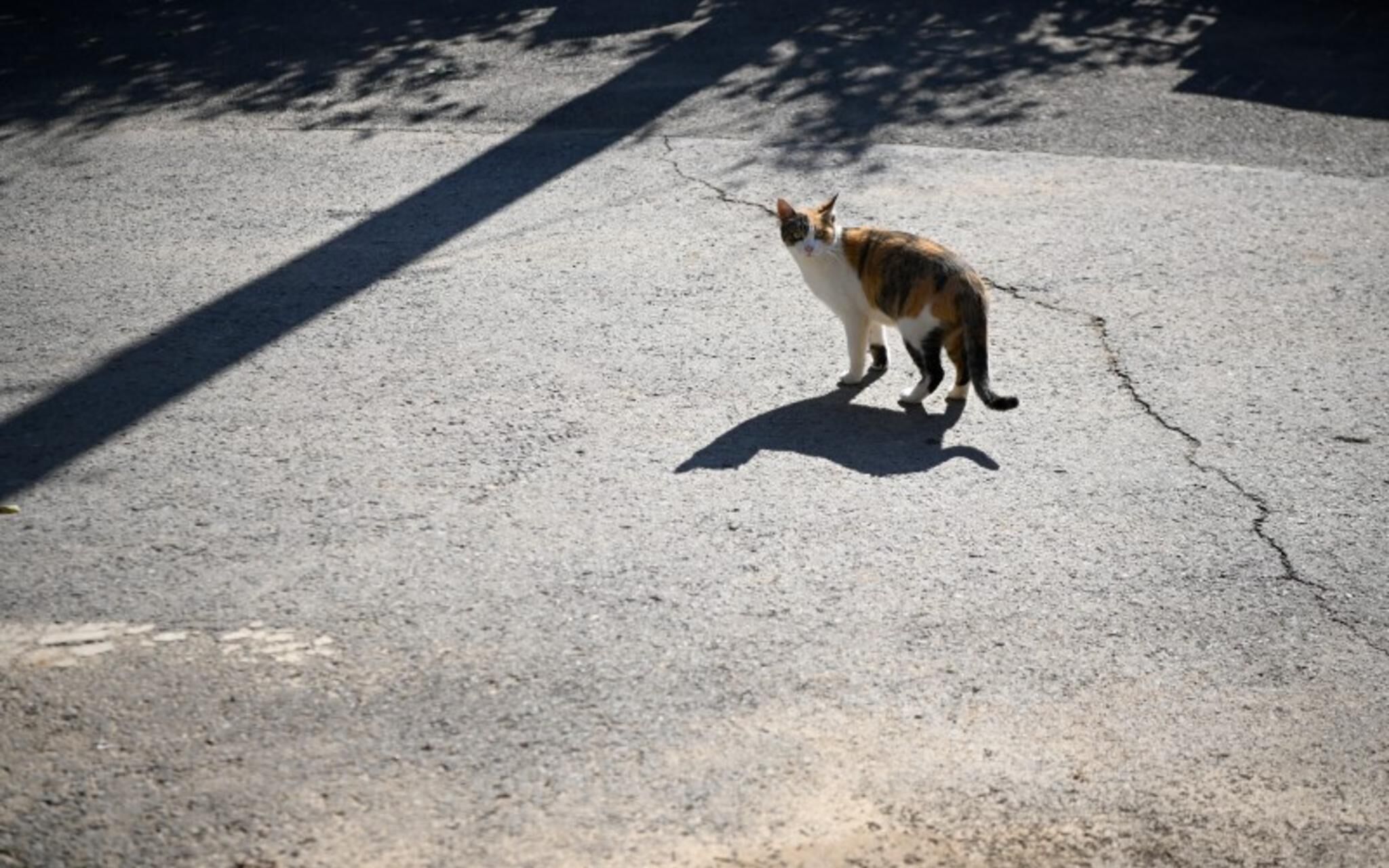 Paju Bau Garden Pension
