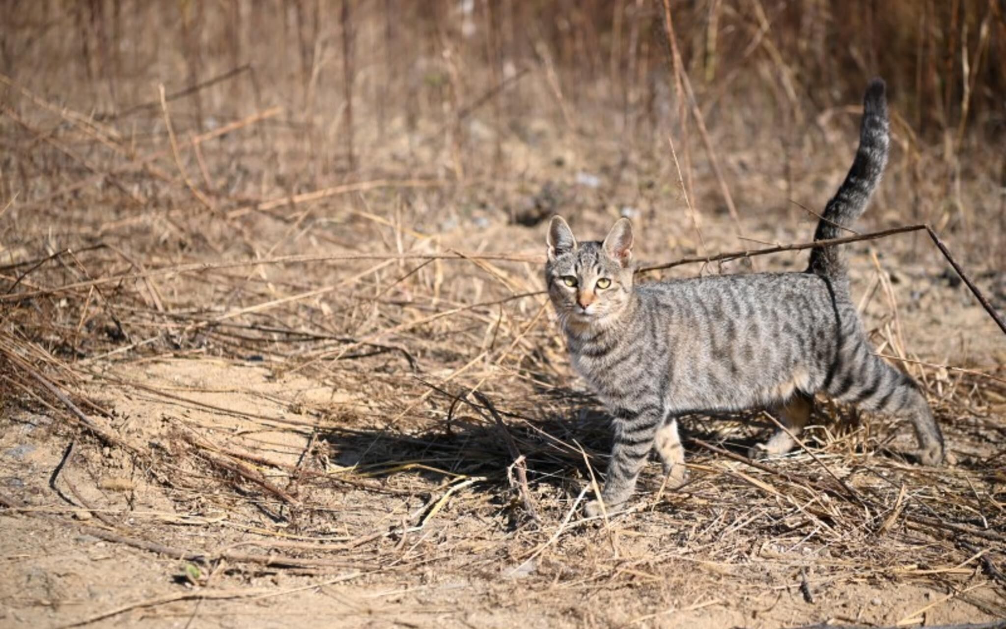 Paju Bau Garden Pension