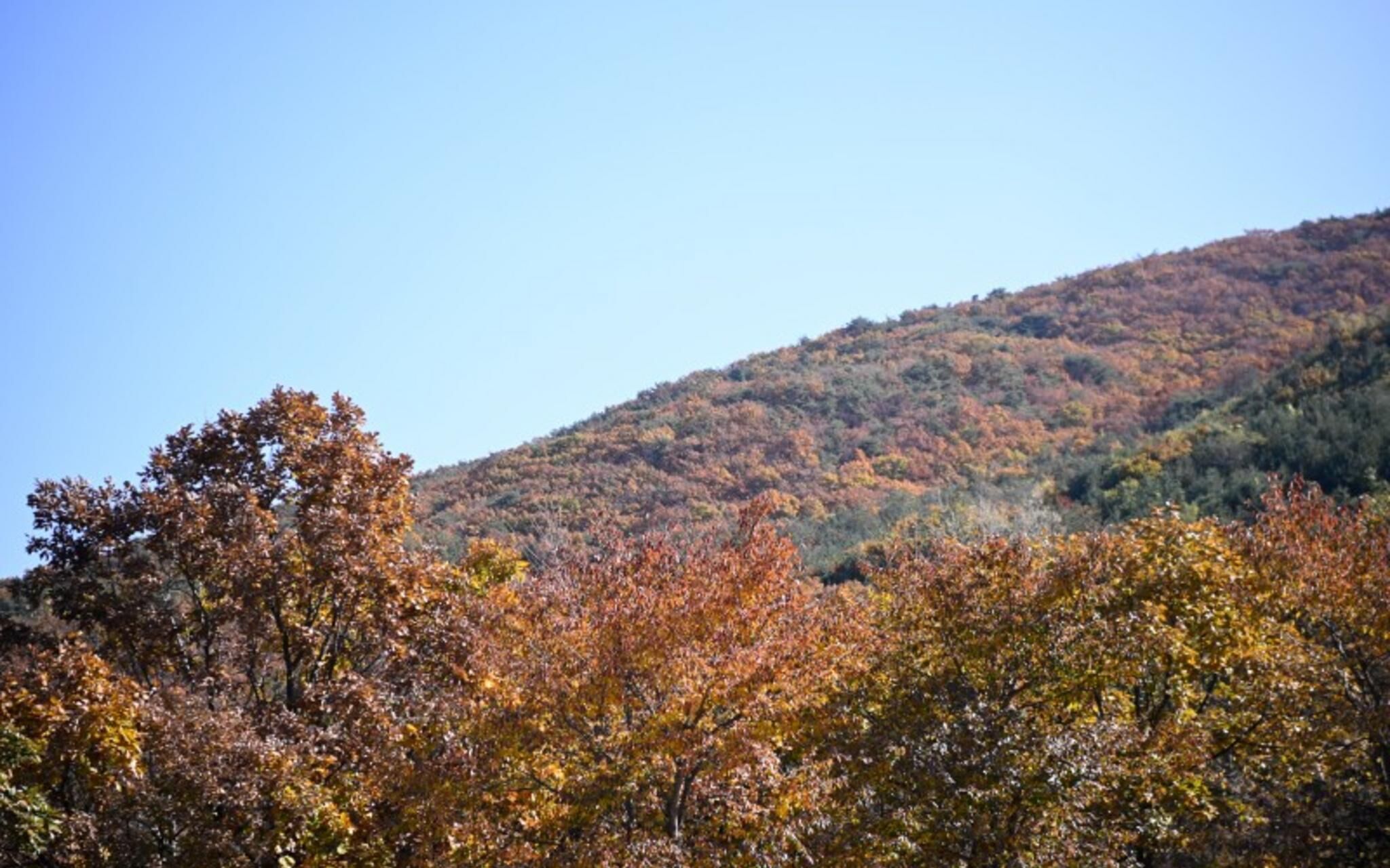 Paju Bau Garden Pension