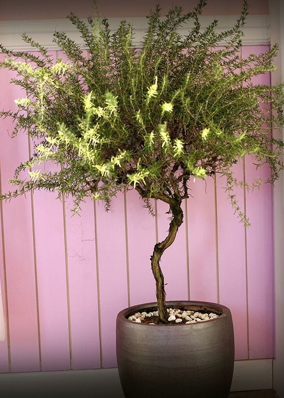 Pungcha & Herb Pension