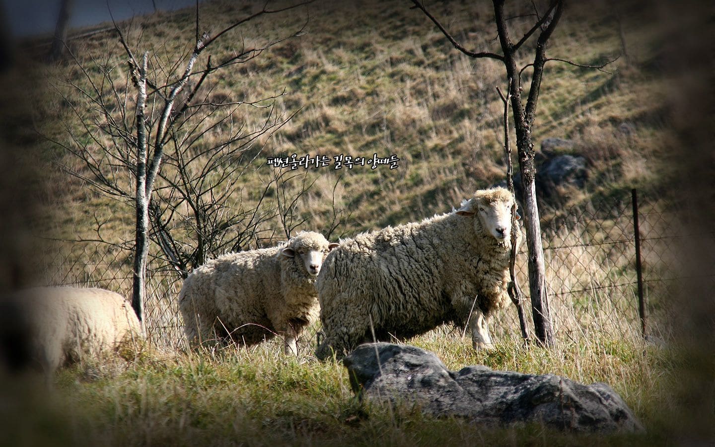 Pungcha & Herb Pension