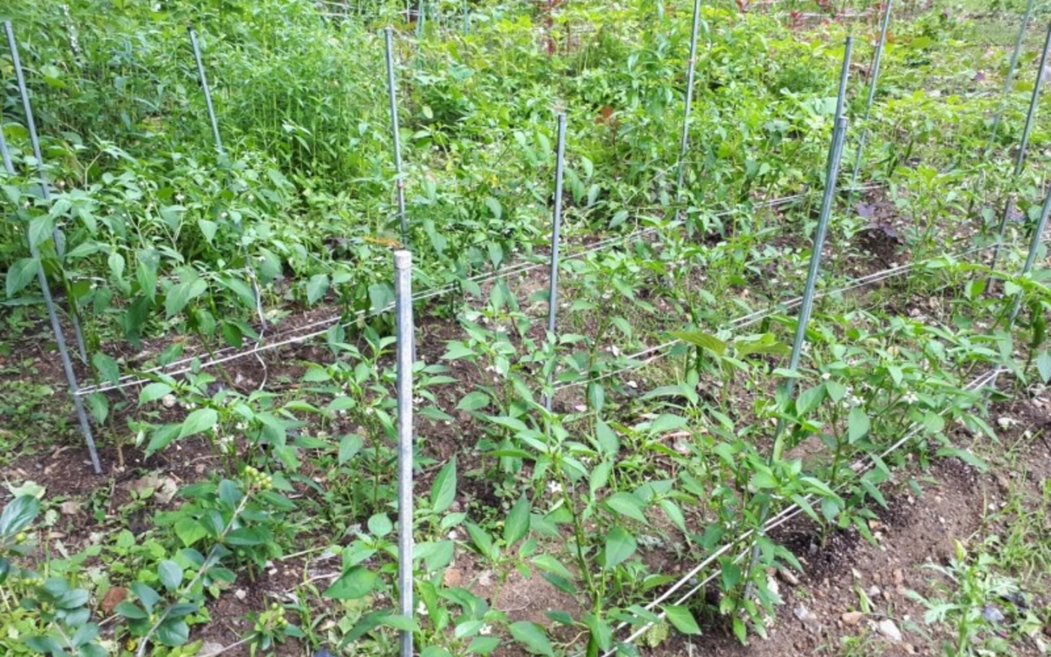 Pyeongchang Bongpyeong Moolsori Pension