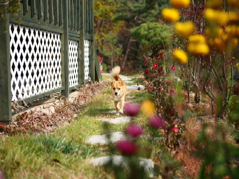 Pyeongchang Dacha Pension
