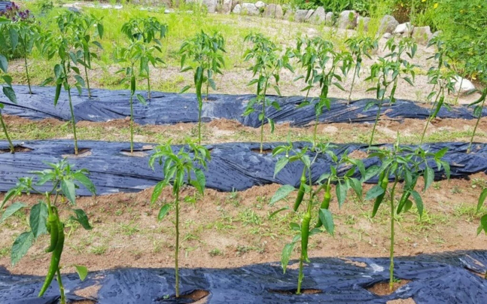 Pyeongchang Sugaseong Pension