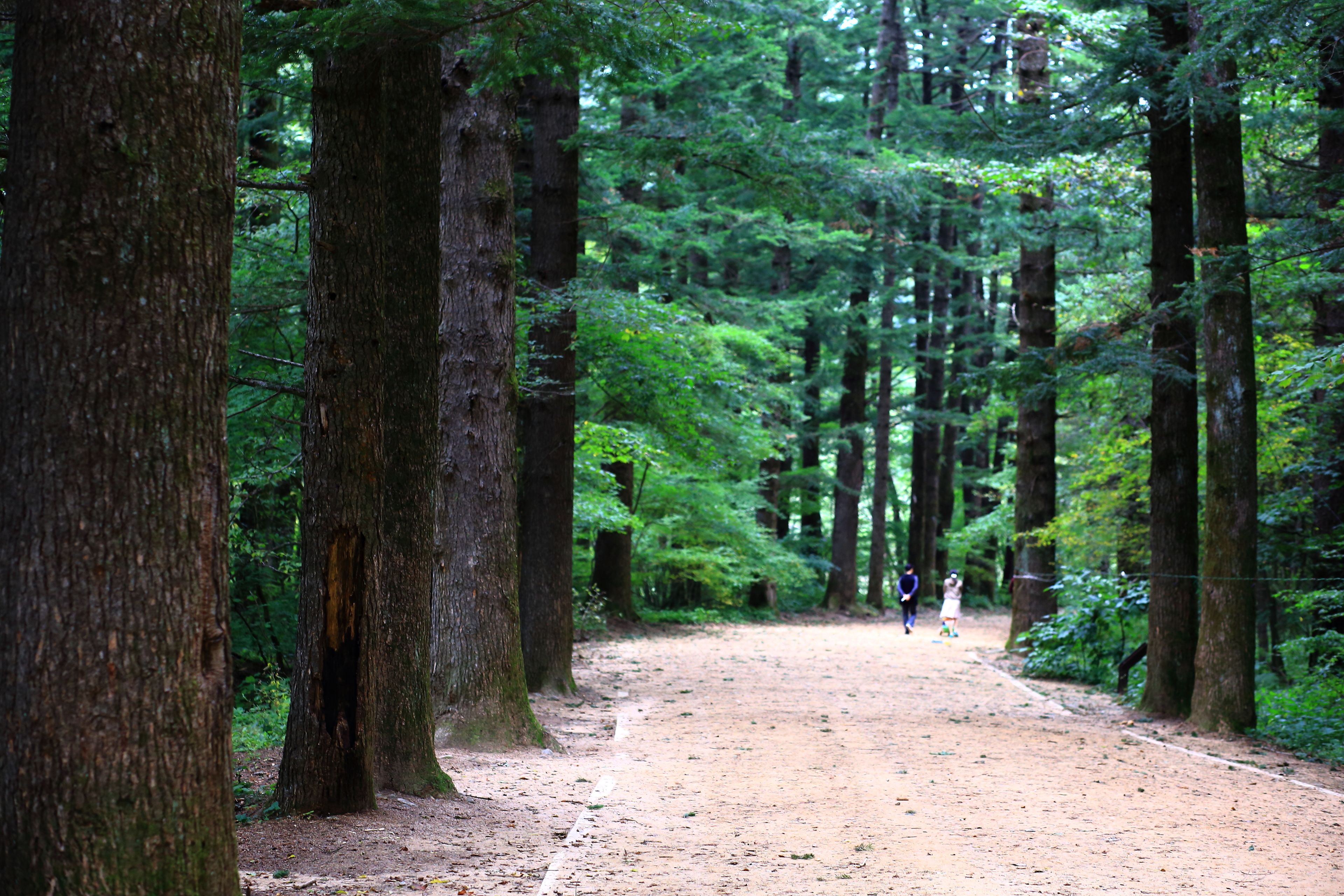 Rodem Tree Pension