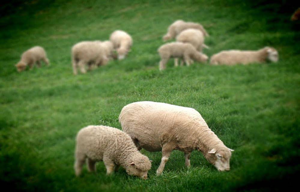 Daegwalnyeonng Wild Floaroma Pension