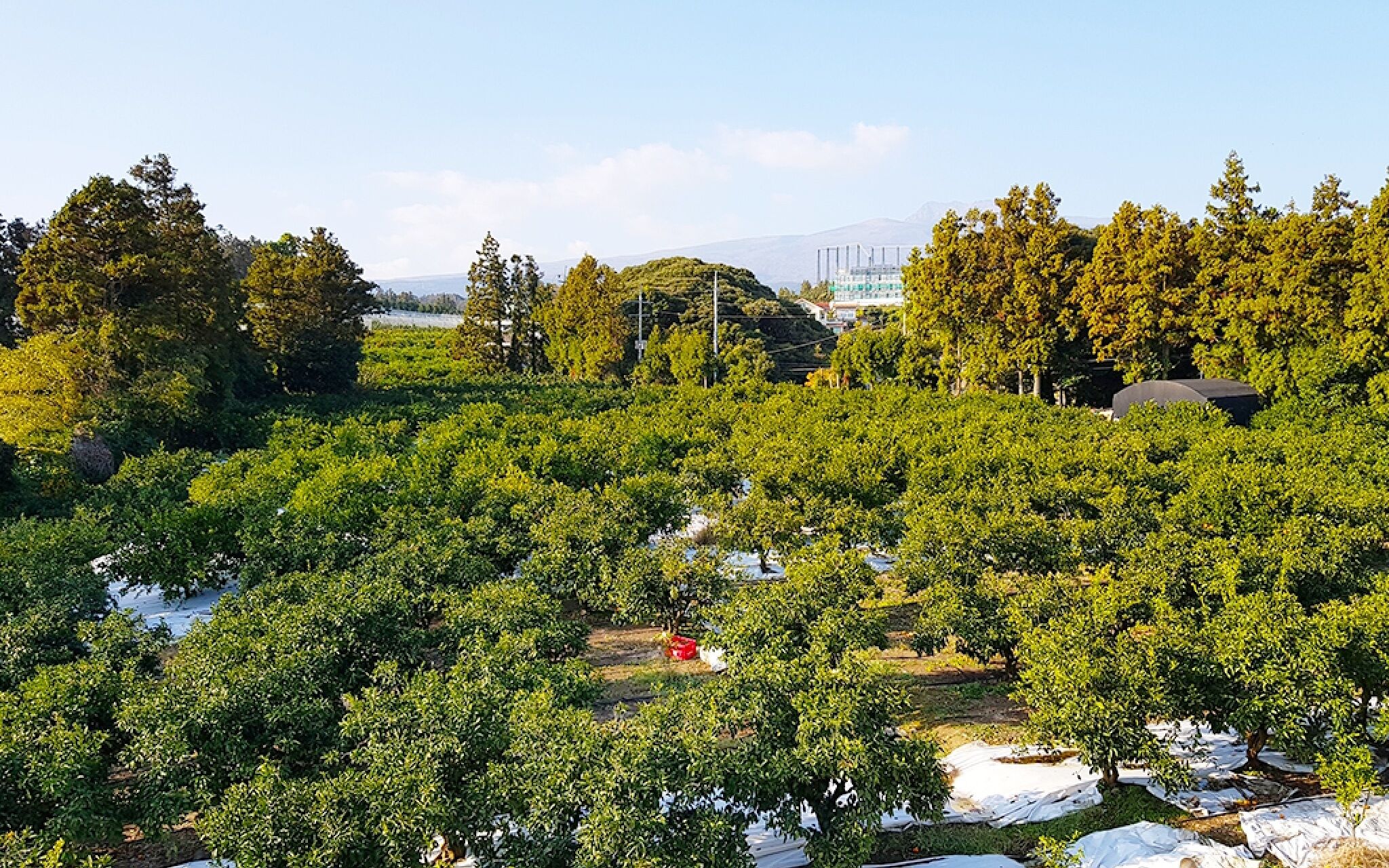 Jeju Dongho Pension And Guest House