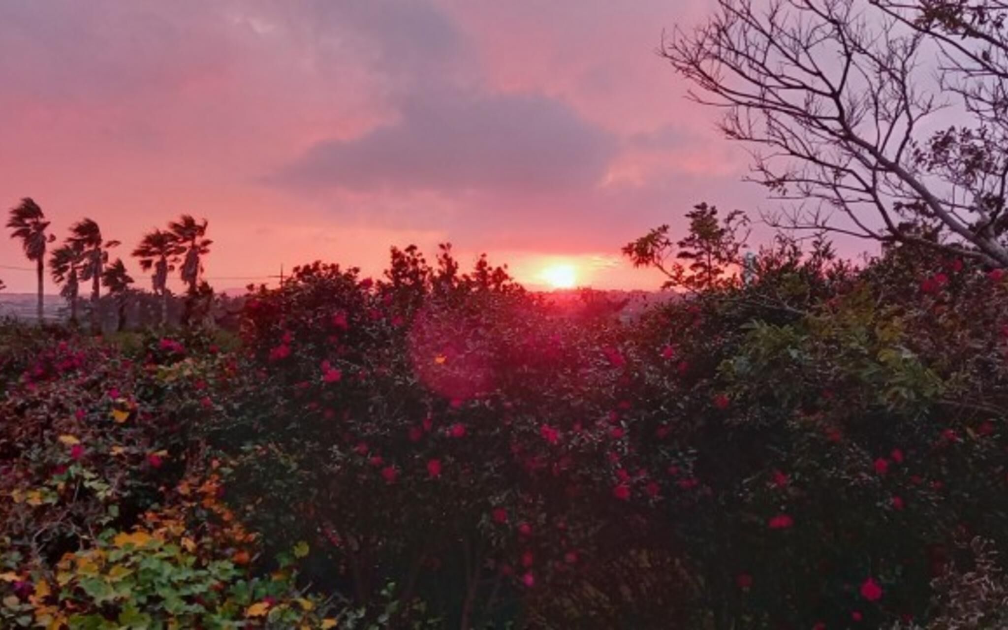 Seogwipo Ilhae Pension