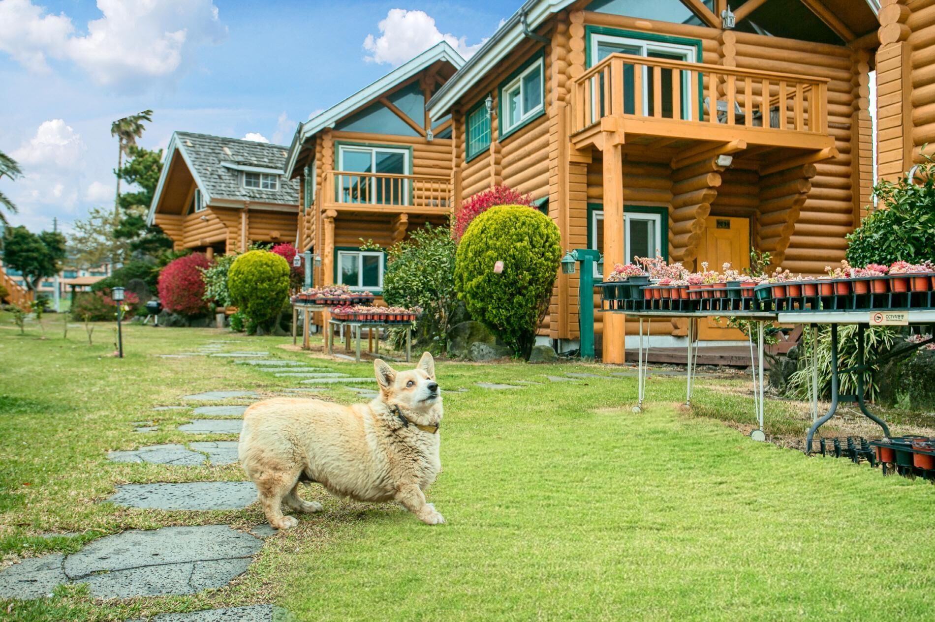 Seogwipo Neulbada Pet Pension