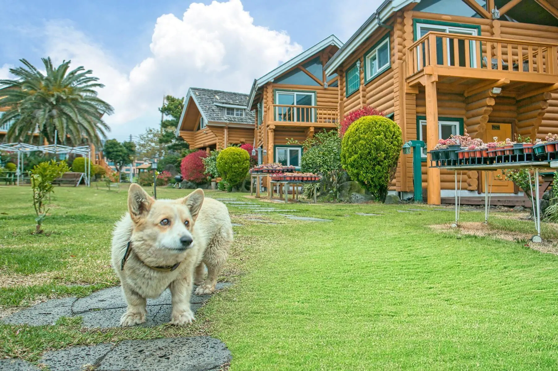 Seogwipo Neulbada Pet Pension