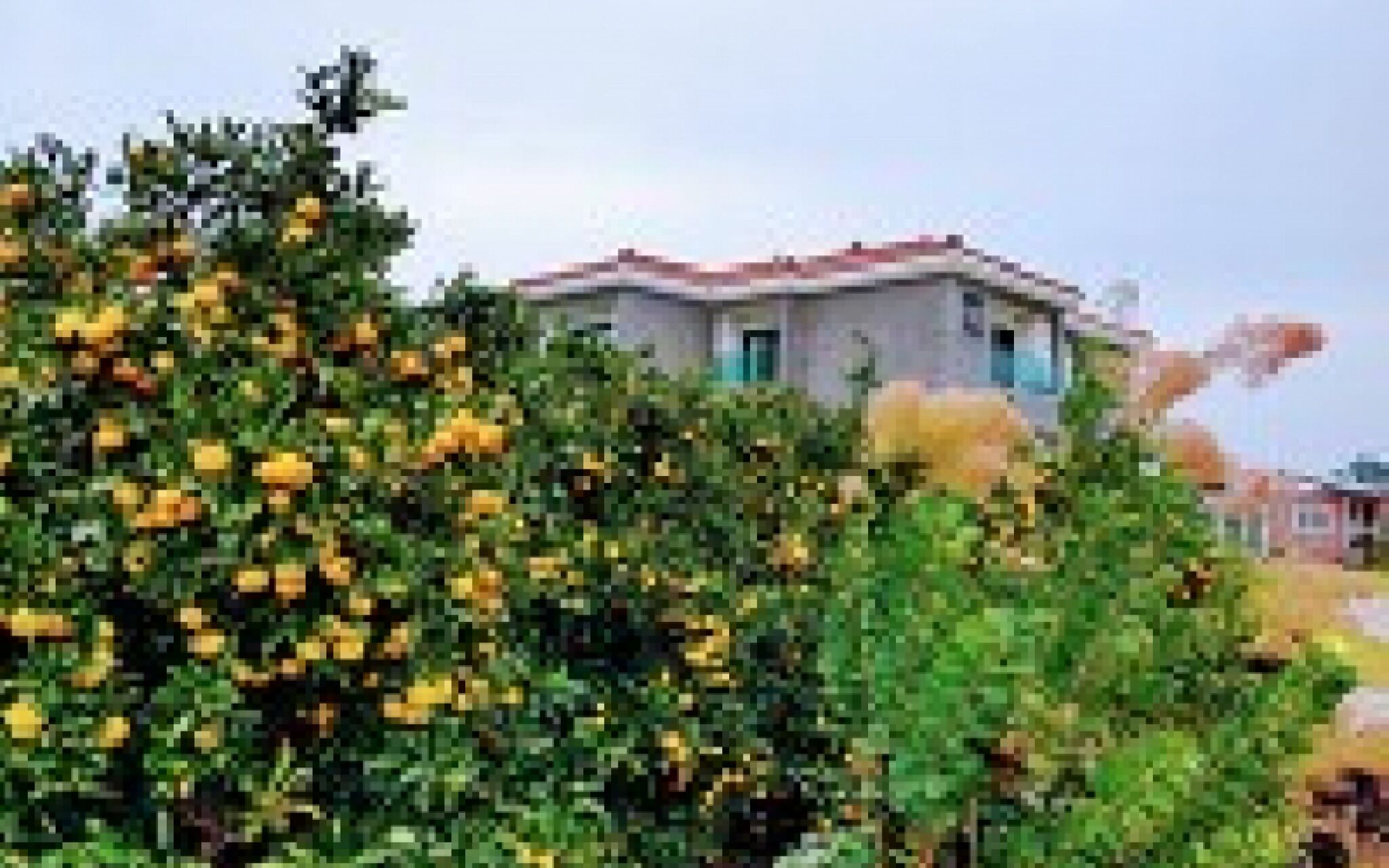 Seogwipo Soesokkak Cheonil Pension