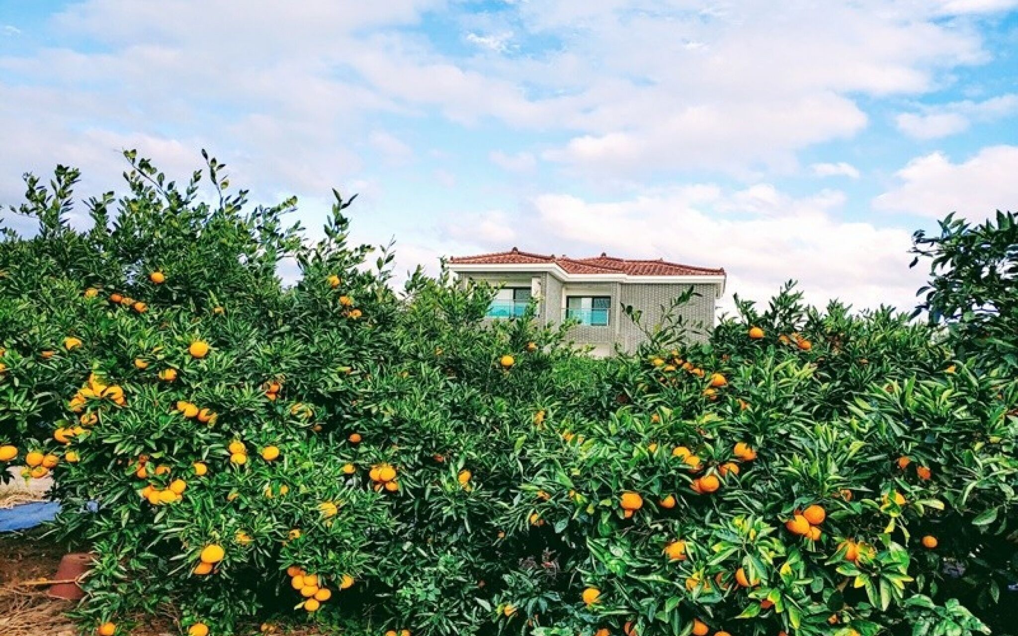 Seogwipo Soesokkak Cheonil Pension