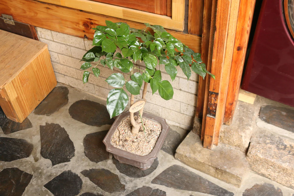 Dajayon Guest House