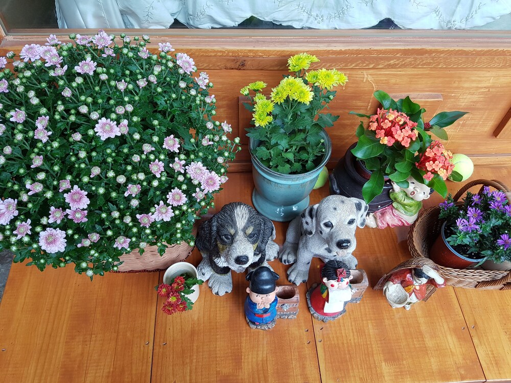 Dajayon Guest House