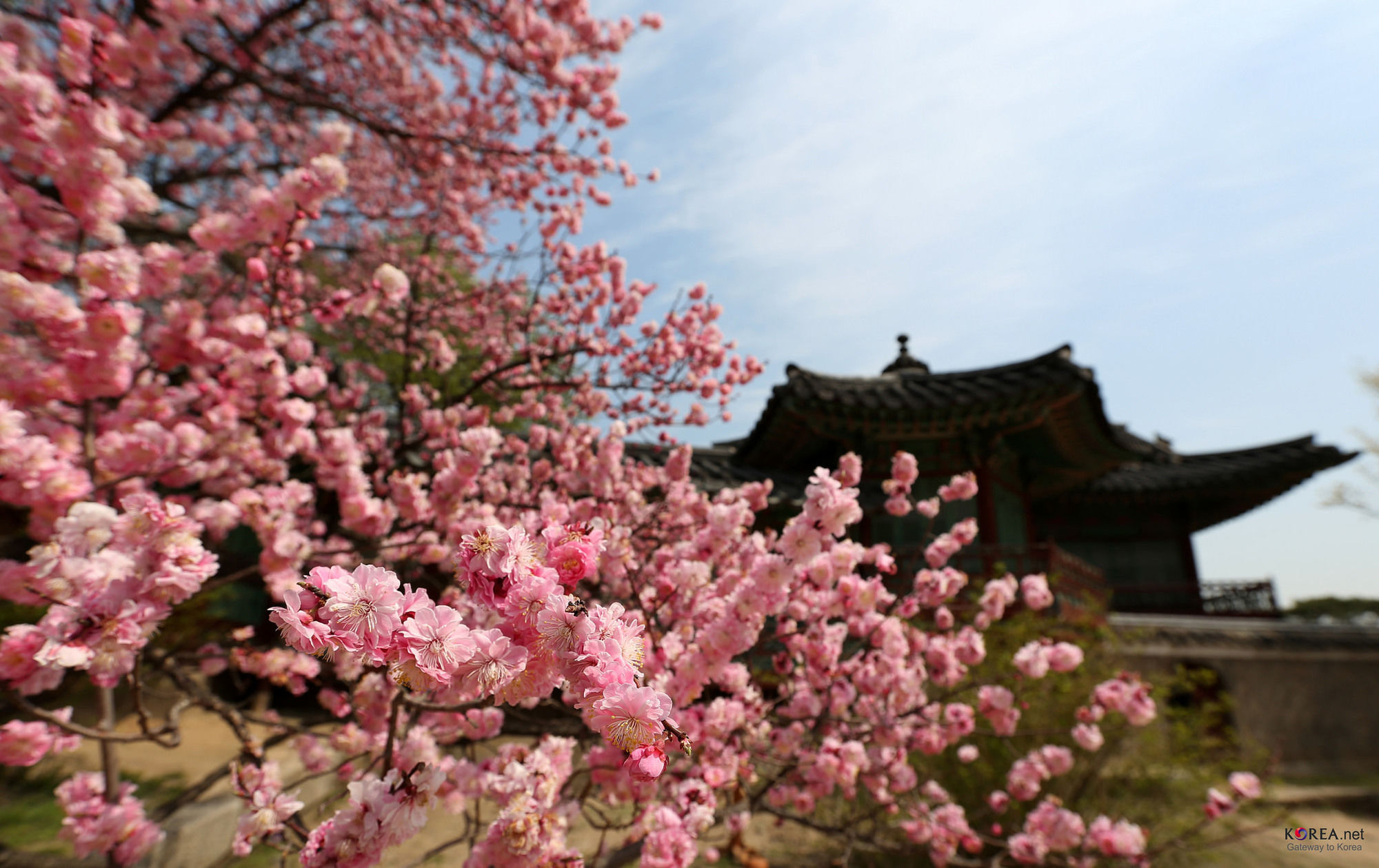 Seoul Forest Guesthouse