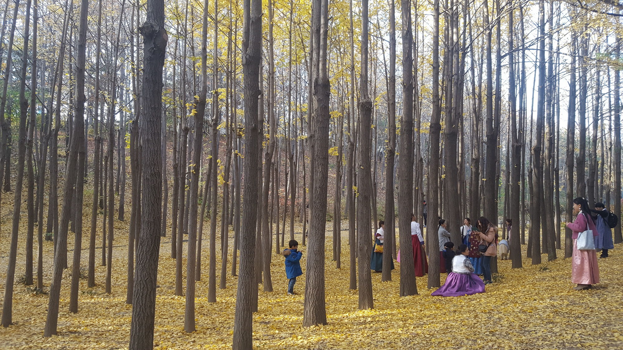 Seoul Forest Guesthouse