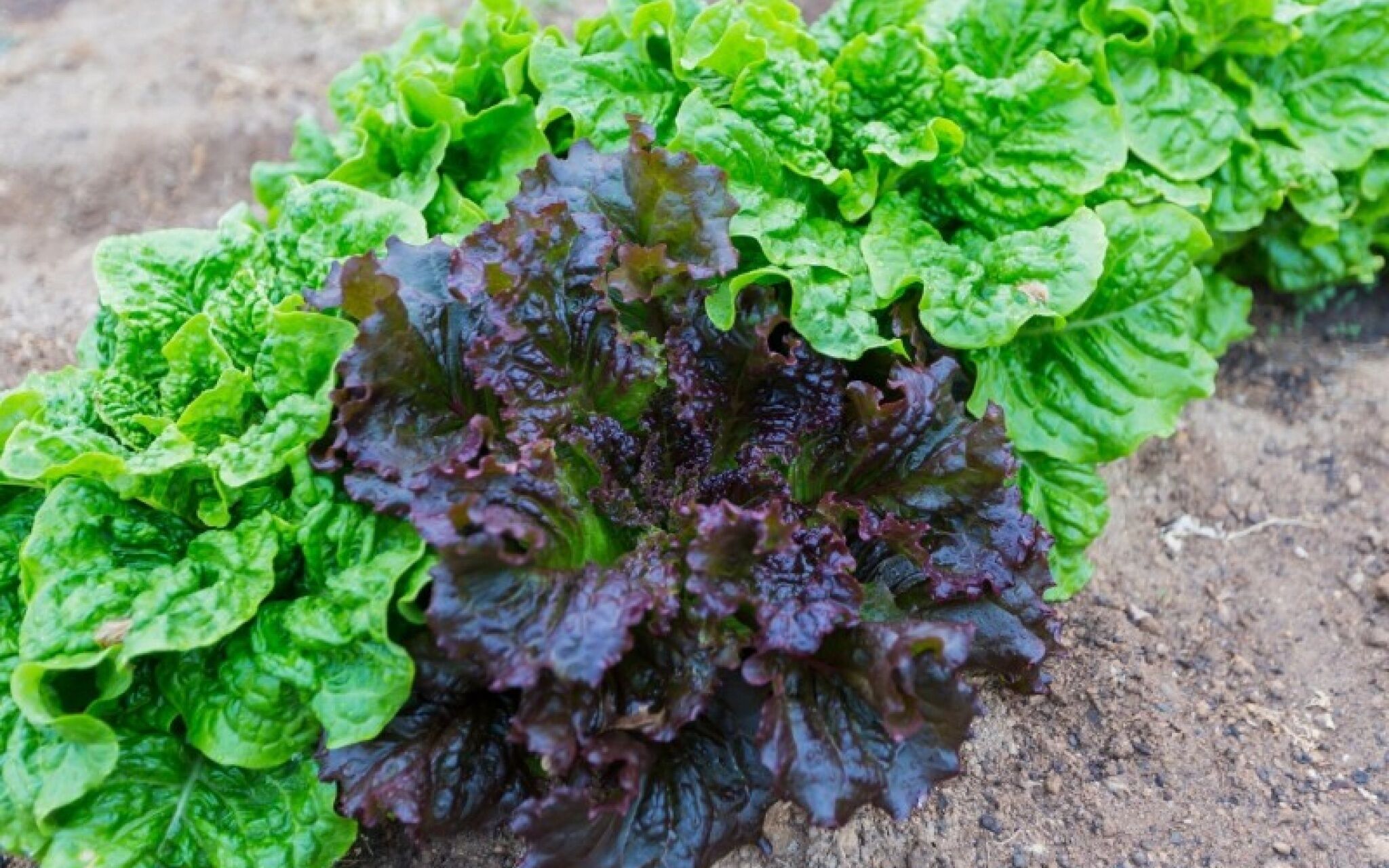 Gapyeong Haengbogi Meomuneunjip House