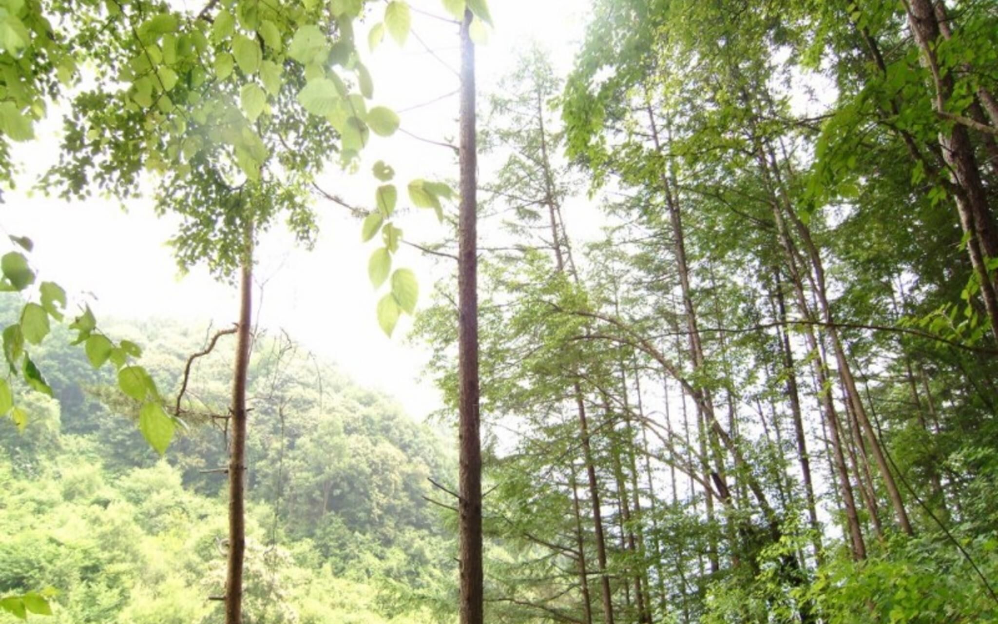 Gapyeong Sugar Pension