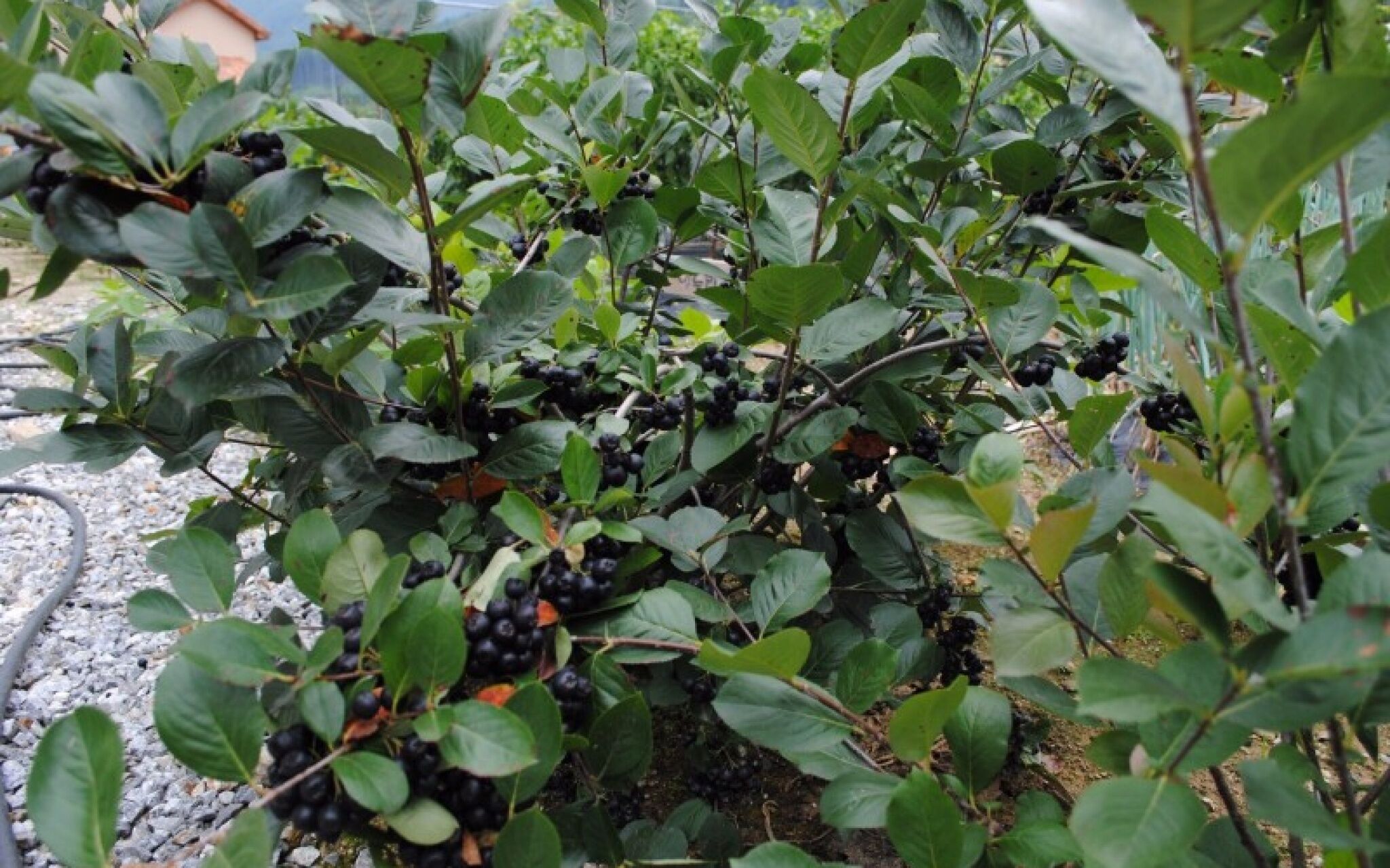 Gapyeong Week Palm Glamping Pension