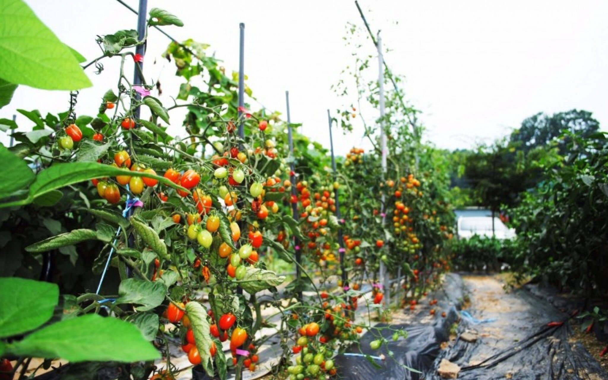 Gapyeong Week Palm Glamping Pension