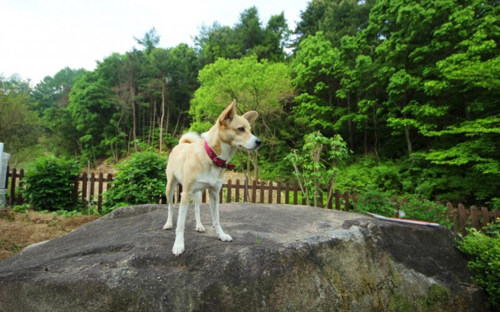 Yangpyeong Dotorhy Valley Pension