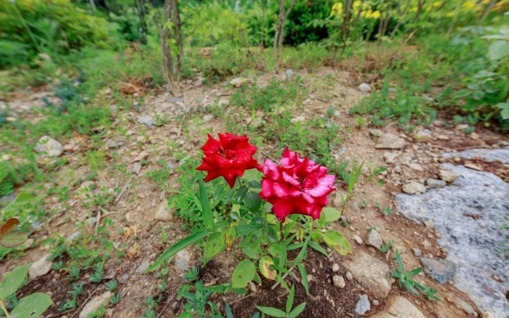 Yangpyeong La Pin de Foret Pension
