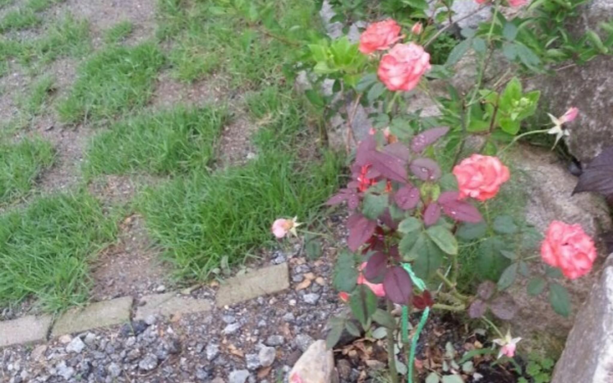 Yangpyeong Popperas Spa Pension