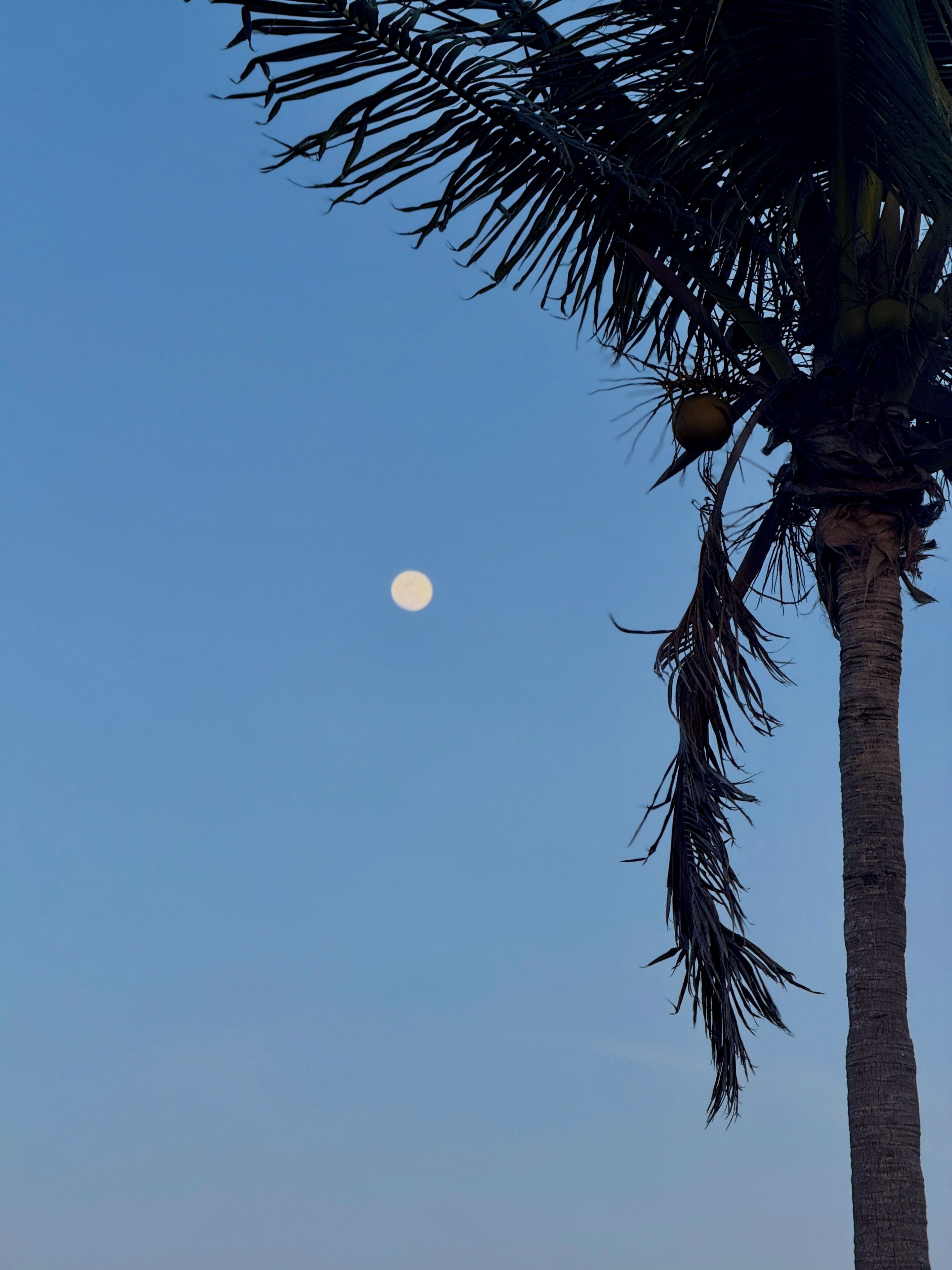 The Grand Caymanian Resort