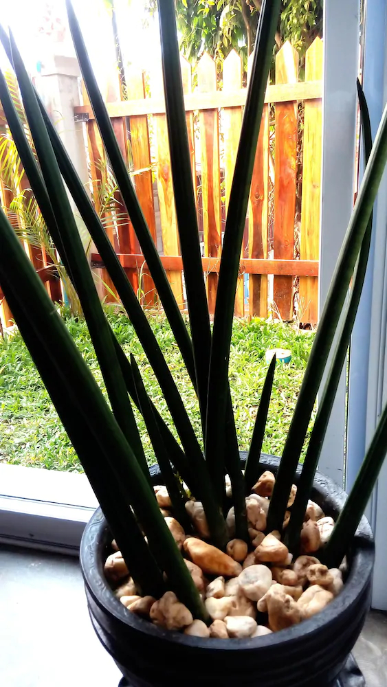 Luang Prabang Serviced Apartment