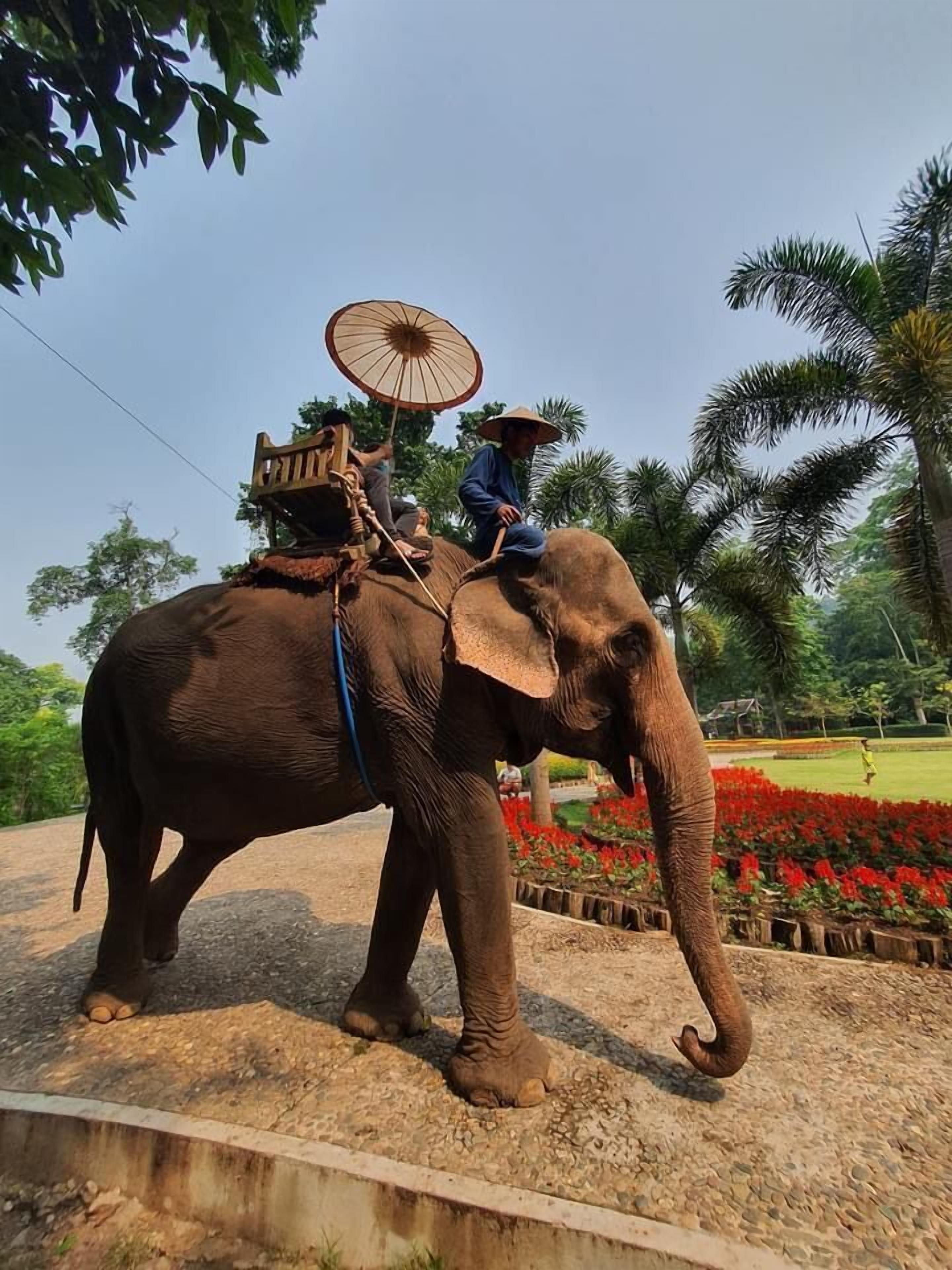 Luxury Camp@Green Jungle Park