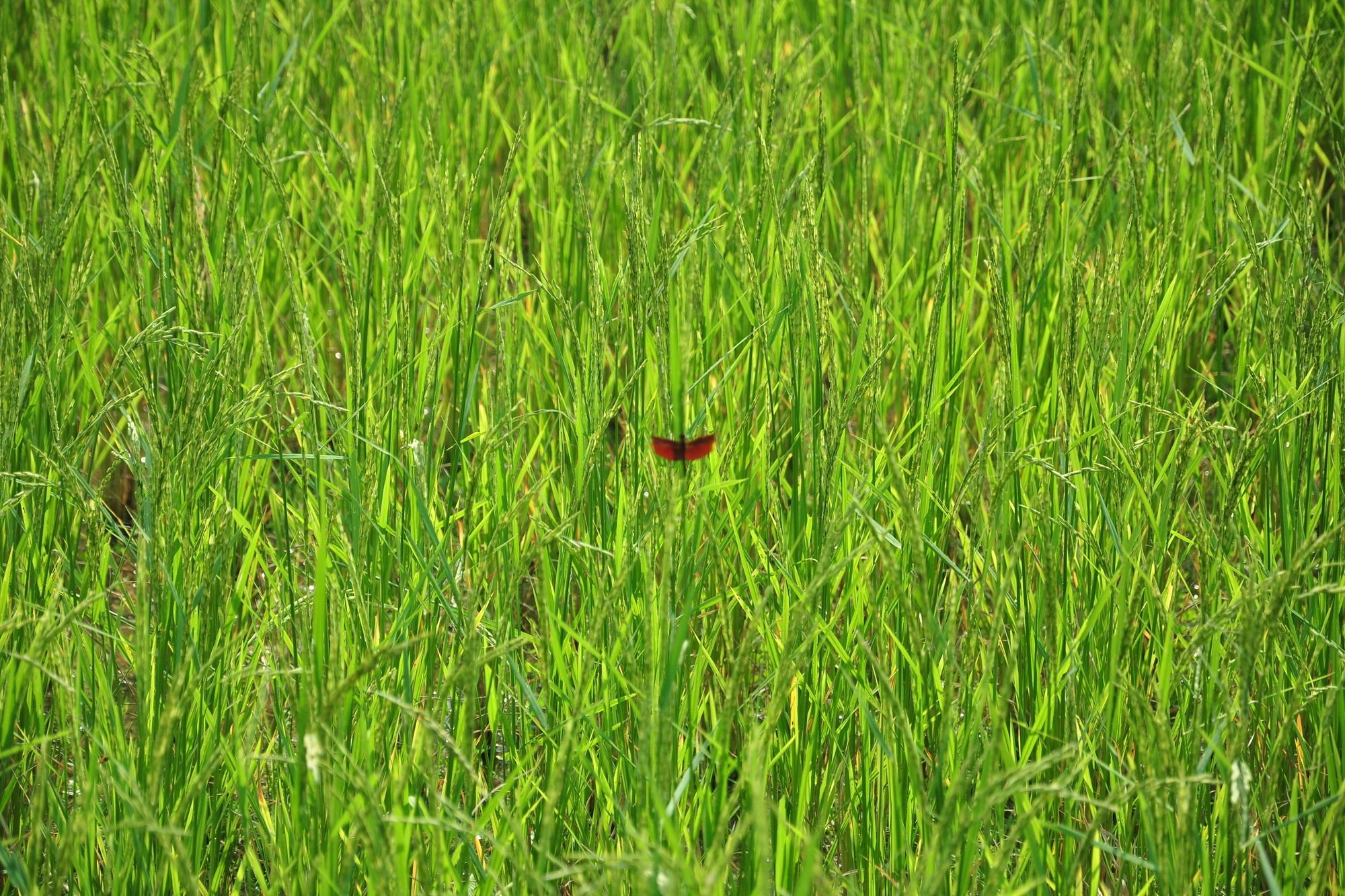 ViengTara VangVieng Resort