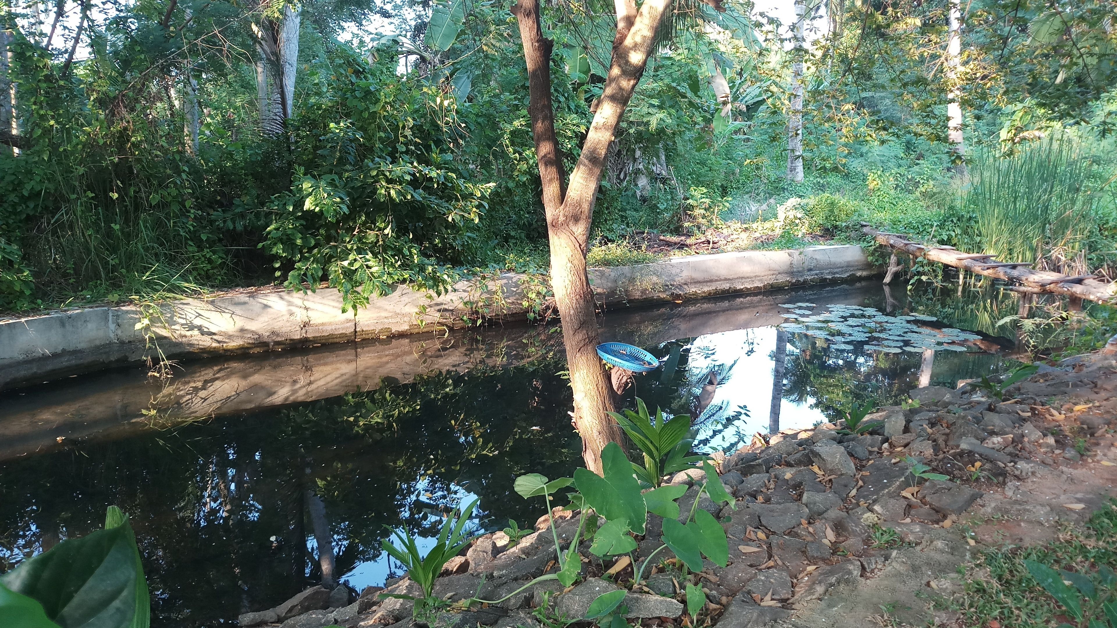 Ruwinsons Canal Garden