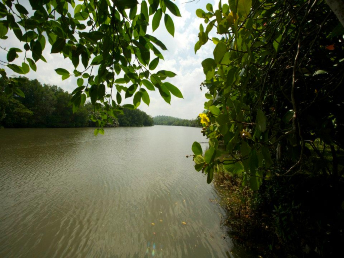 Mangrove Escapes