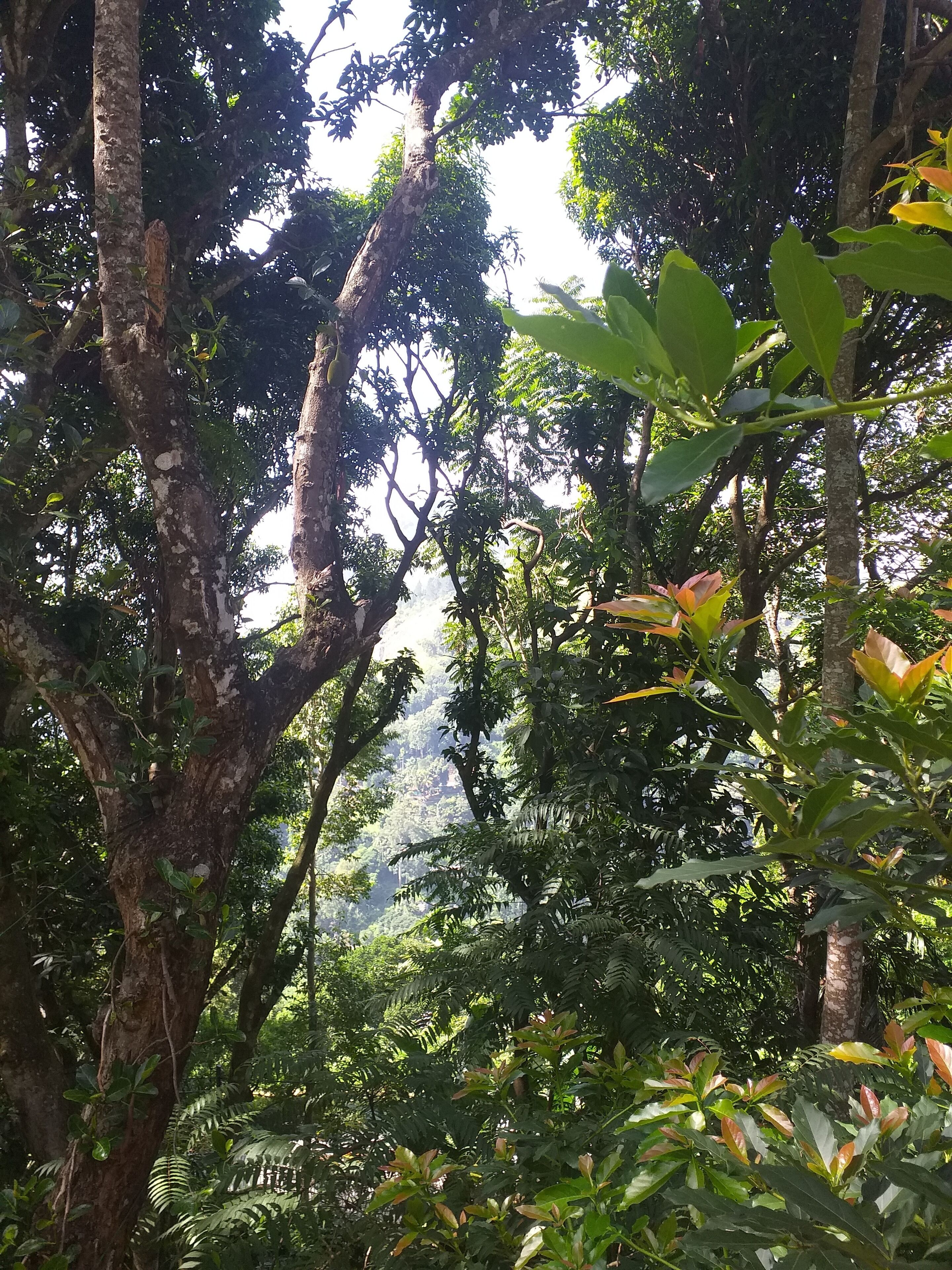 Ella Nature Nest