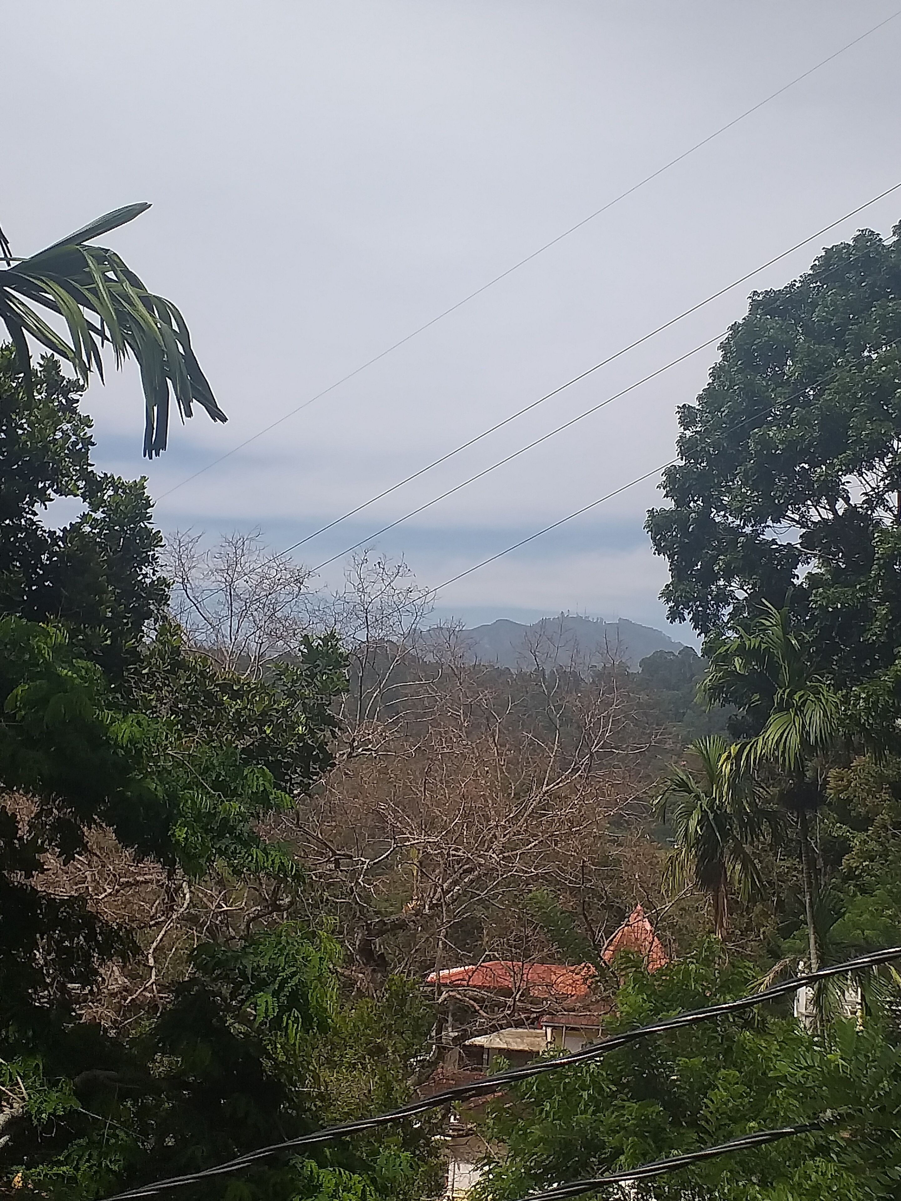 Ella Nature Nest